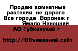 Продаю комнатные растения  не дорого - Все города, Воронеж г.  »    . Ямало-Ненецкий АО,Губкинский г.